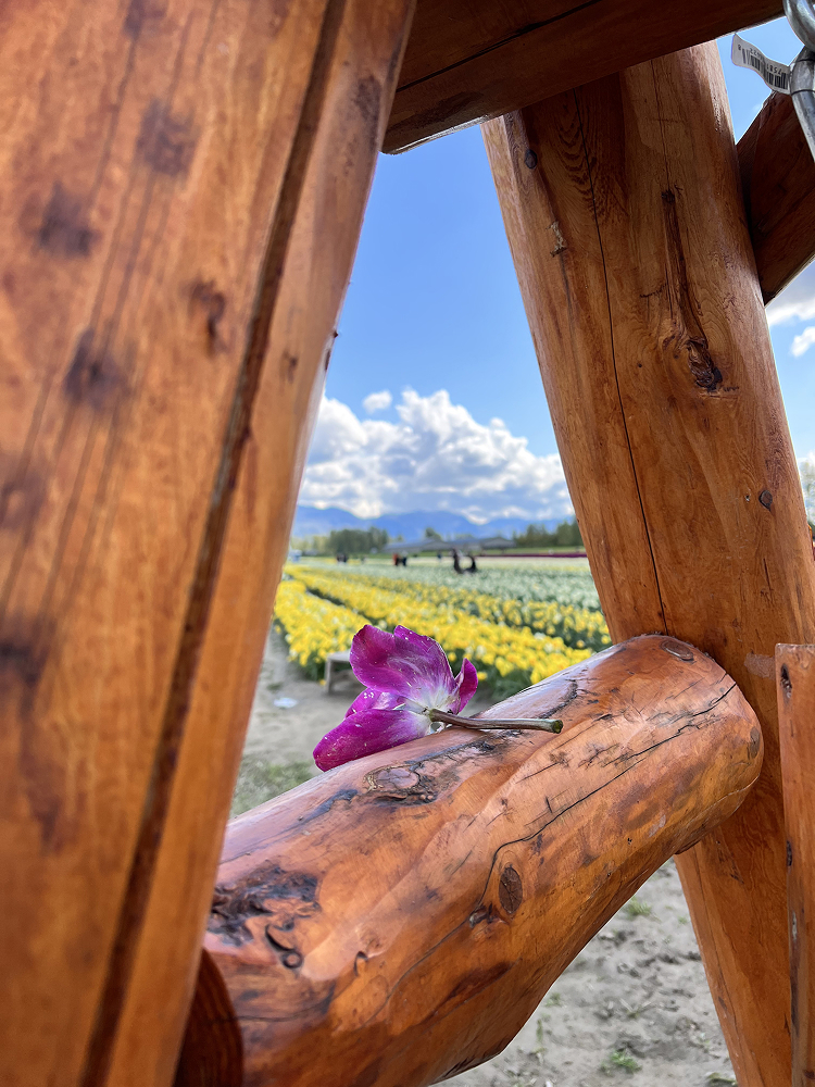Tulip field seen through the legs of rustic log furniture with a purple flower in front