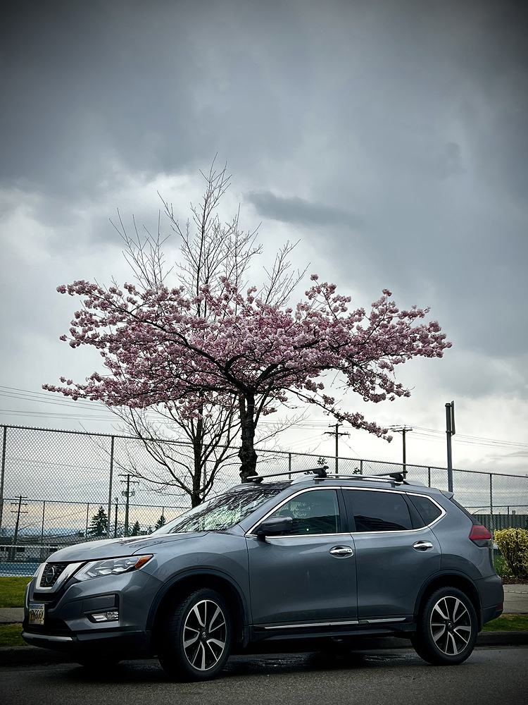 Pink blossoming tree above a grey SUV parked beside a fence under a cloudy sky