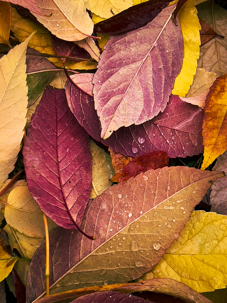 Pile of fallen autumn leaves in red, purple and yellow