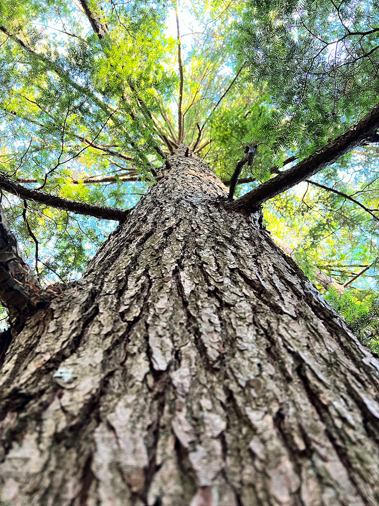 Looking straight up a tall tree trunk into a green leafy canopy