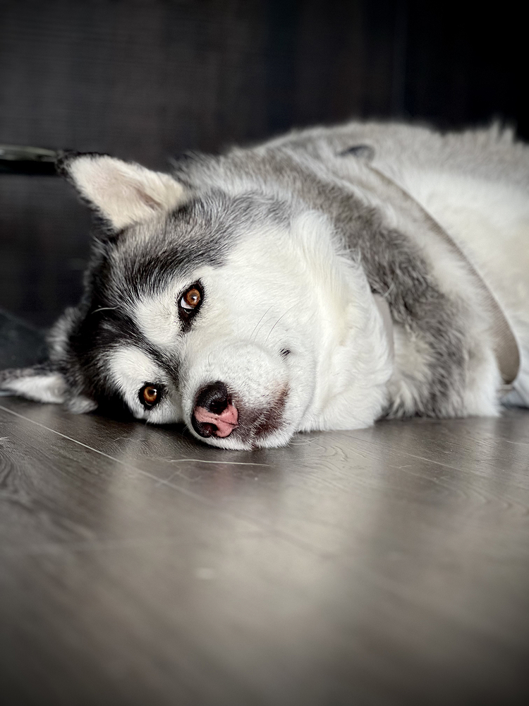 Husky resting its chin on a wooden floor with its eyes open