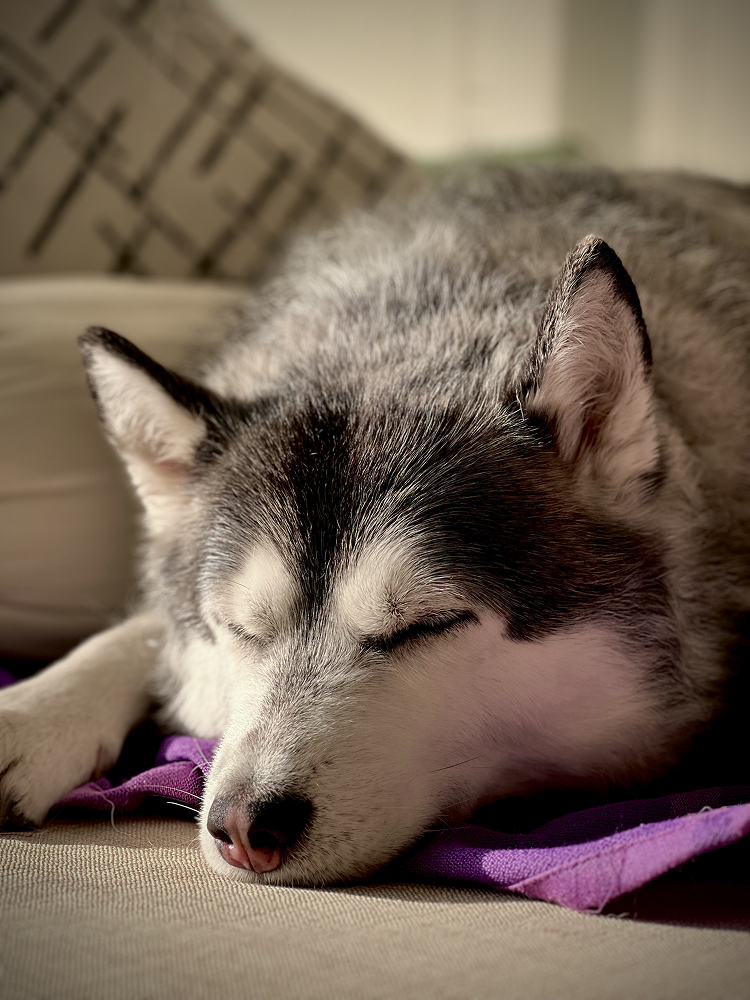 Husky sleeping curled up on a couch with a purple blanket