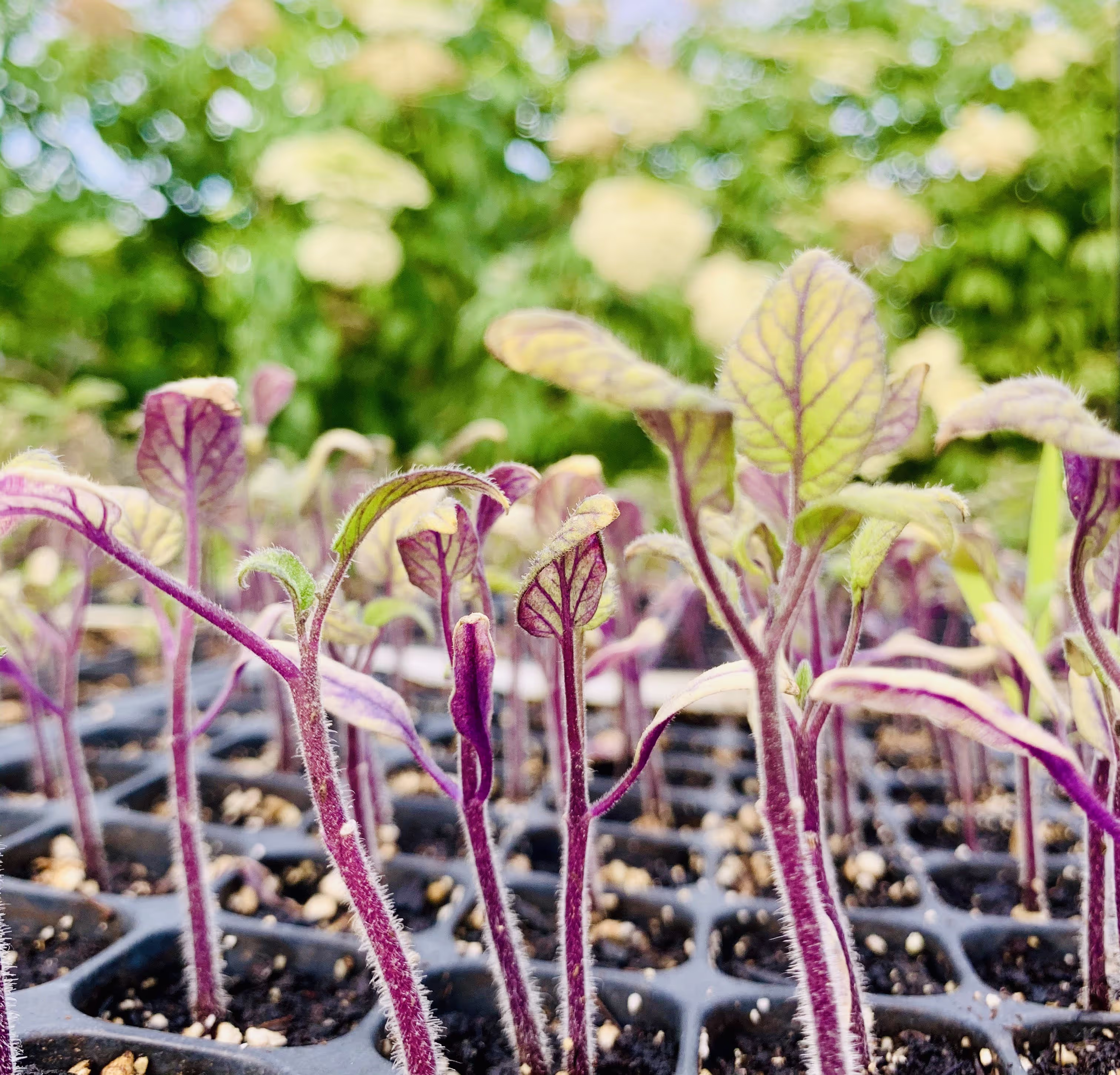 Saplings