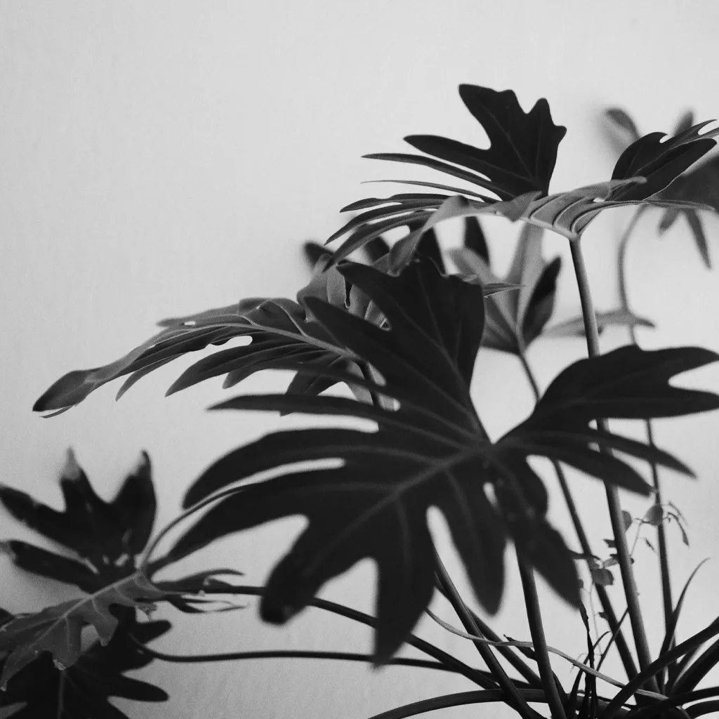 Quiet natural imagery evoking holistic, trauma-informed therapy in NYC