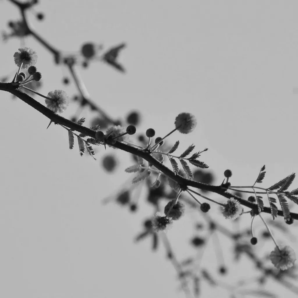 Quiet natural imagery evoking holistic, trauma-informed therapy in NYC