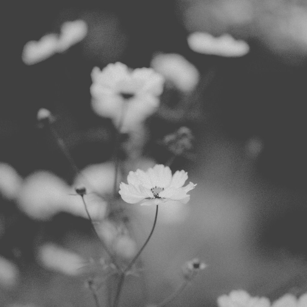 Quiet natural imagery evoking holistic, trauma-informed therapy in NYC