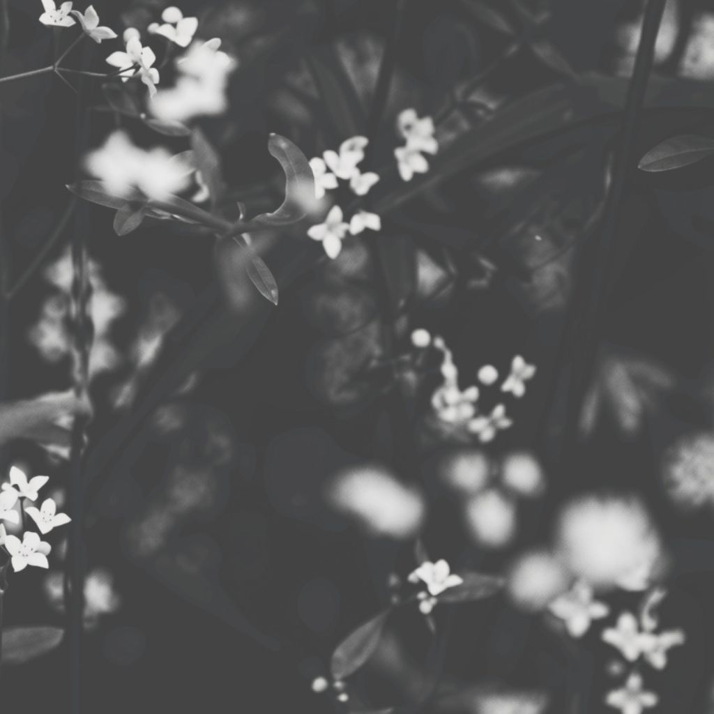 Quiet natural imagery evoking holistic, trauma-informed therapy in NYC
