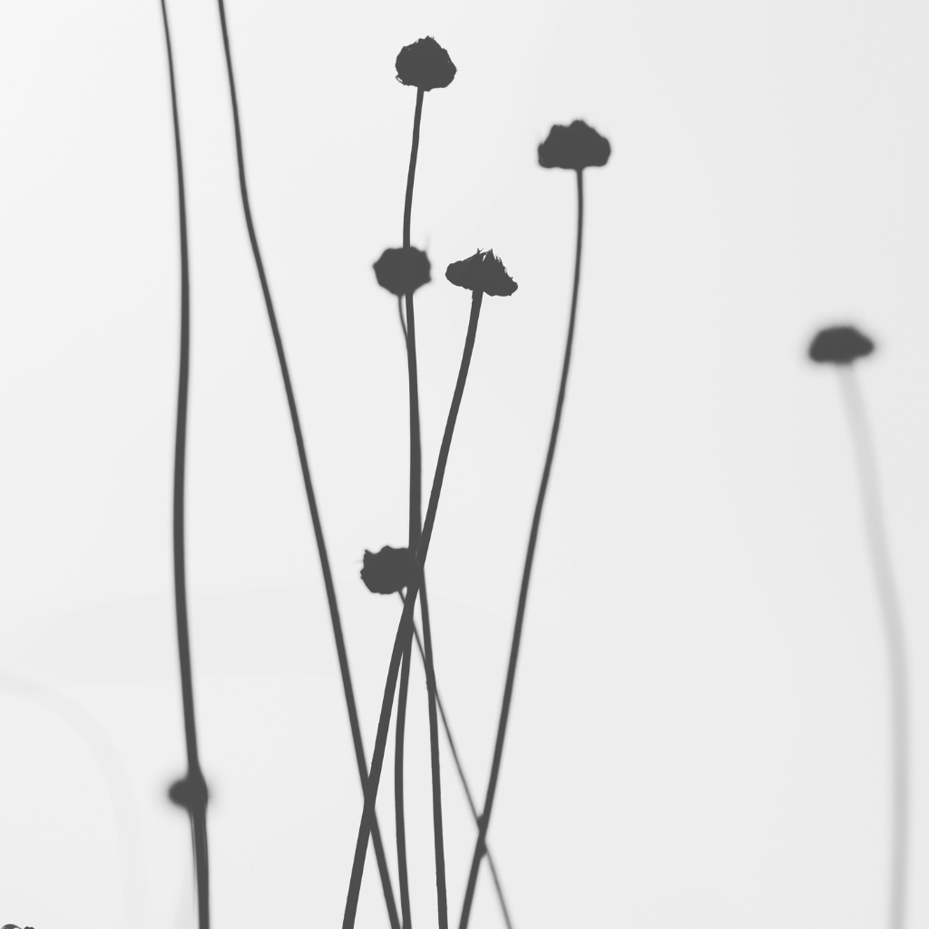 Quiet natural imagery evoking holistic, trauma-informed therapy in NYC