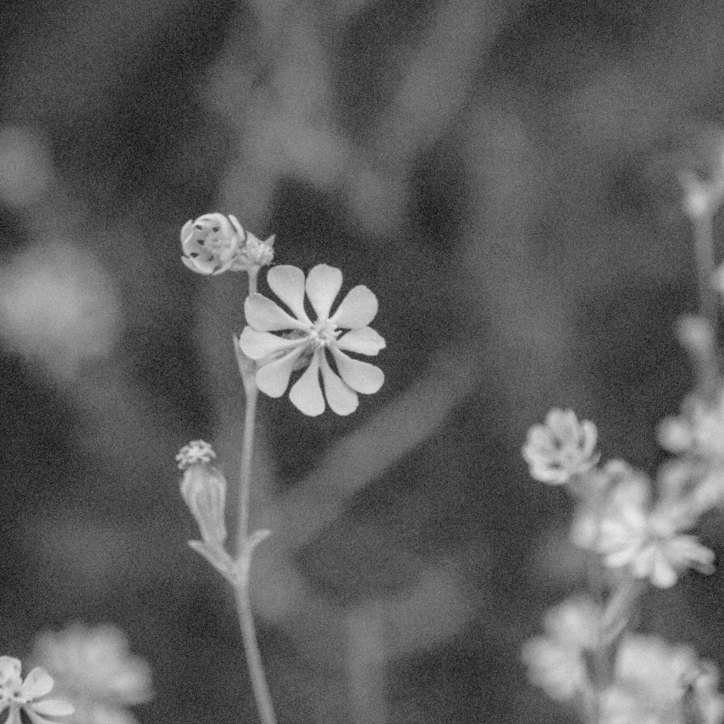 A calm natural scene evoking reconnection
