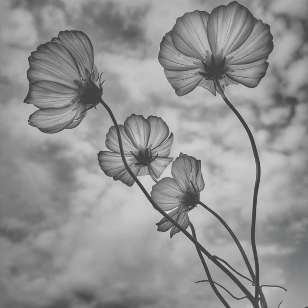 Holistic, trauma-informed therapy at CAP Therapy