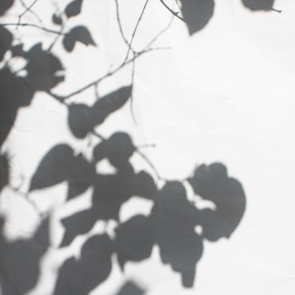 Quiet natural imagery evoking holistic, trauma-informed therapy in NYC