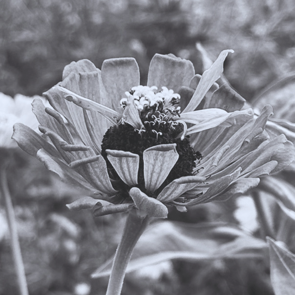 Quiet natural imagery evoking holistic, trauma-informed therapy in NYC