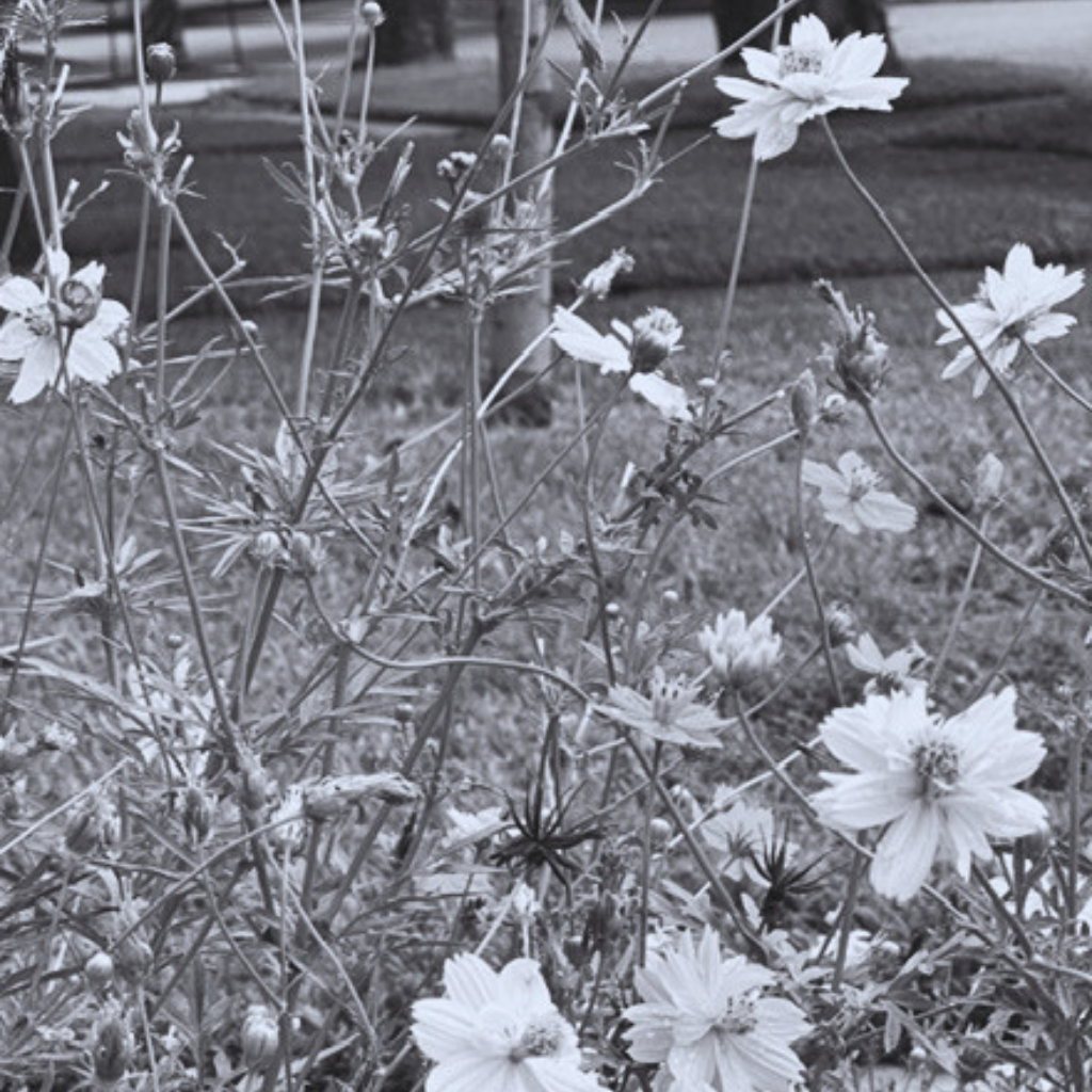 Quiet natural imagery evoking holistic, trauma-informed therapy in NYC