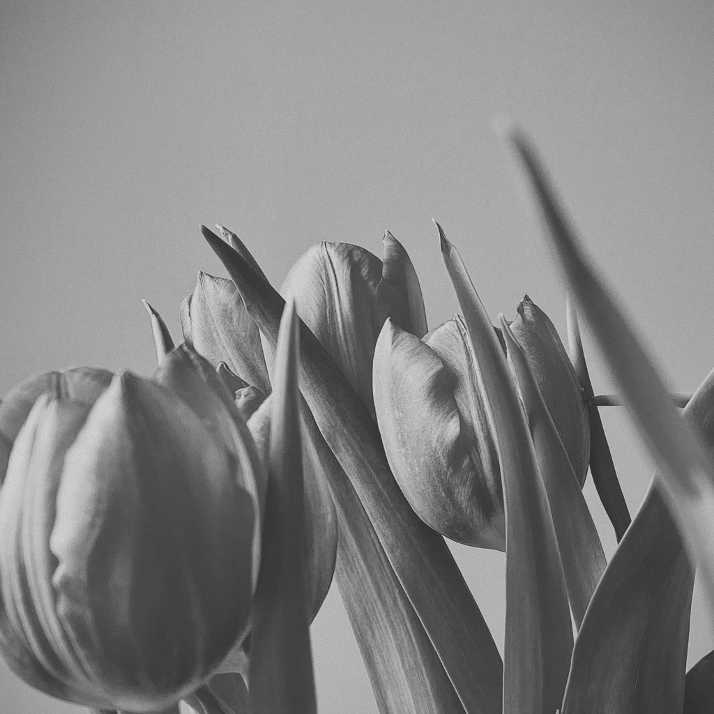 Quiet natural imagery evoking holistic, trauma-informed therapy in NYC