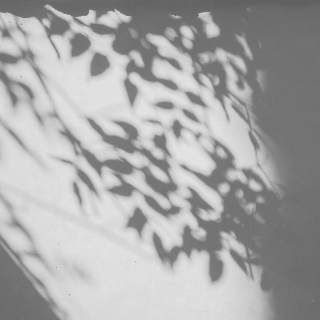 Quiet natural imagery evoking holistic, trauma-informed therapy in NYC