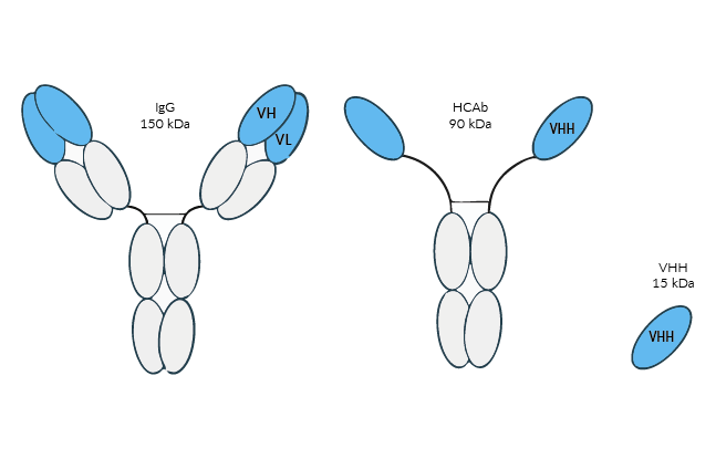 Comparison of a conventional IgG, a heavy-chain antibody and a VHH single domain