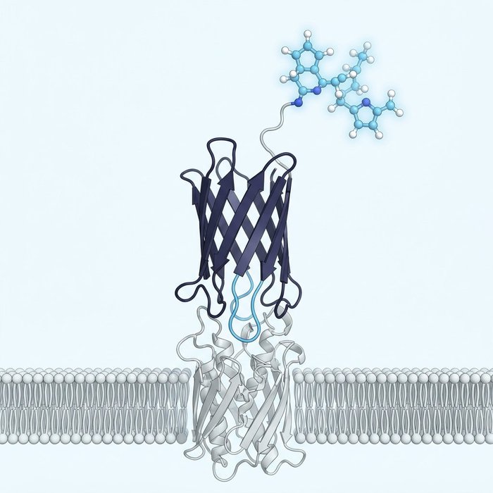 VHH-drug conjugate bound to a membrane receptor, with a cytotoxic payload tethered by a linker
