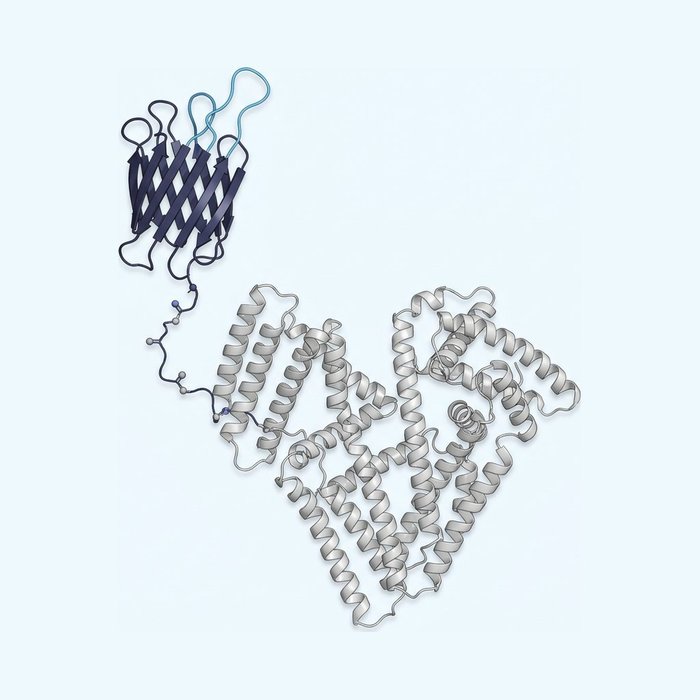 VHH ribbon structure fused through a flexible linker to serum albumin for half-life extension