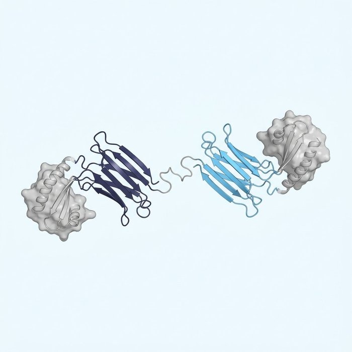 Two VHH domains fused in tandem, each binding a different antigen