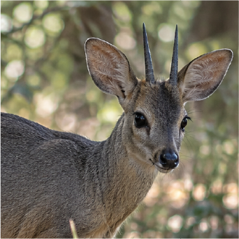 DUIKER