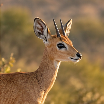 STEENBOK