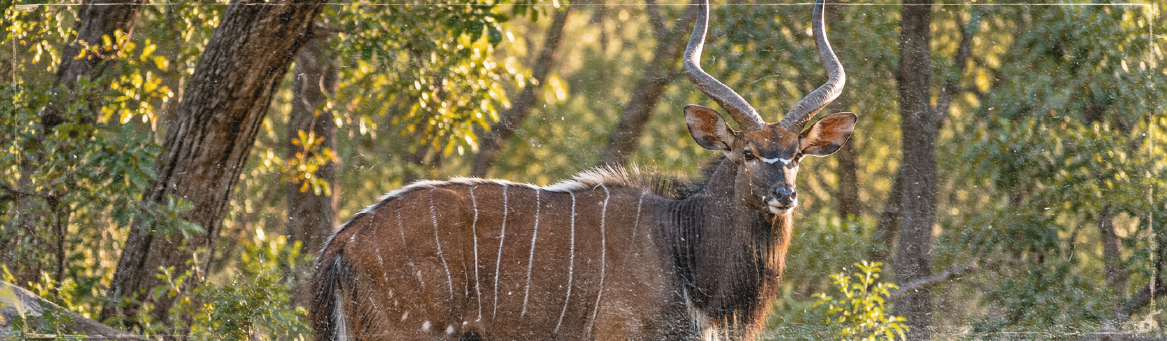 NYALA