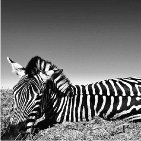 Zebra · black & white — Lessing & Co.