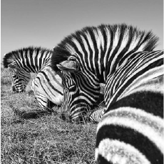 Zebra · black & white — Lessing & Co.