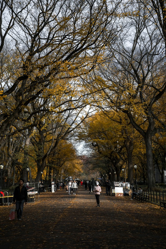 People walking beneath autumn trees on a Central Park promenade in New York City