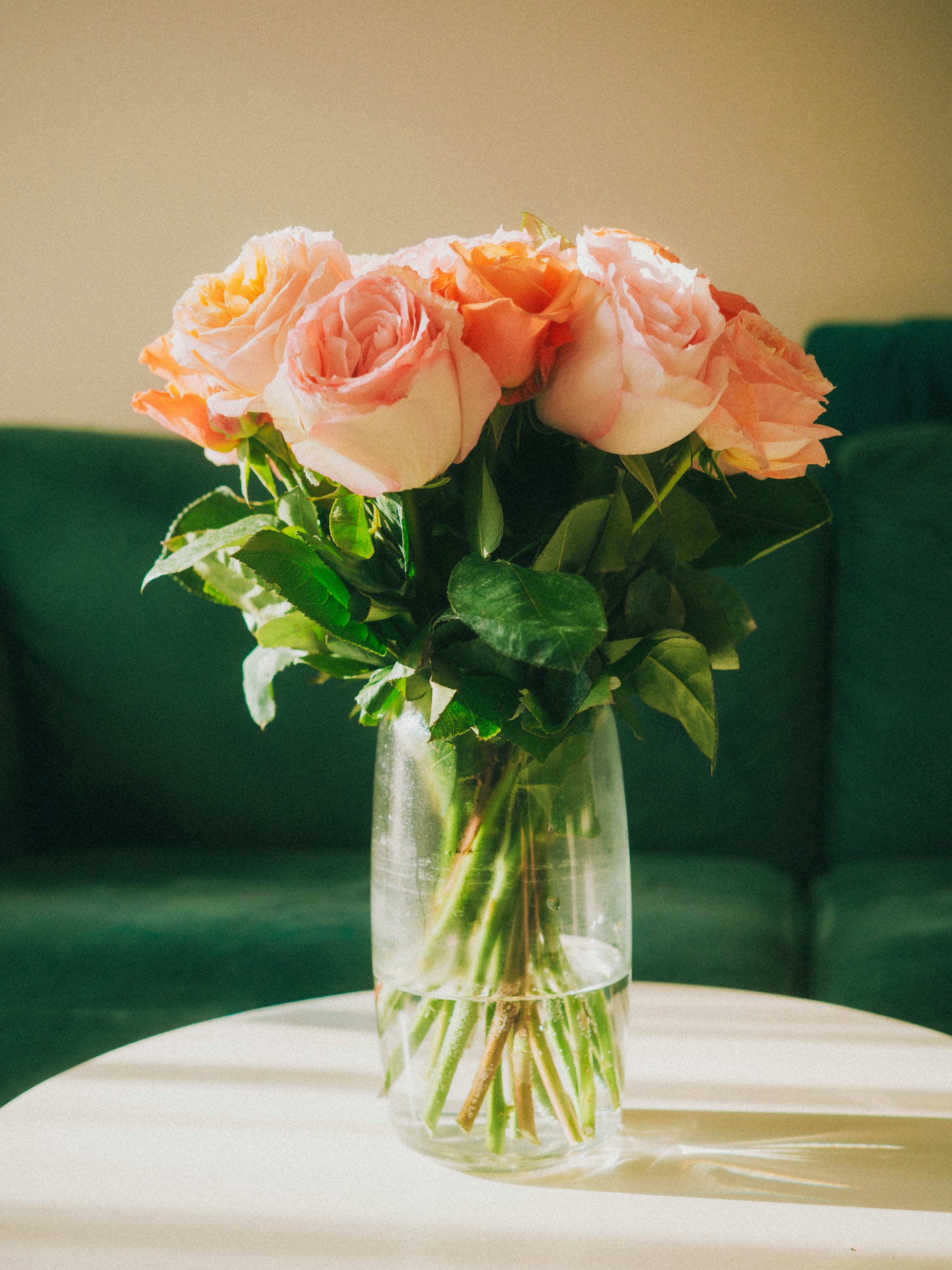 Morning roses