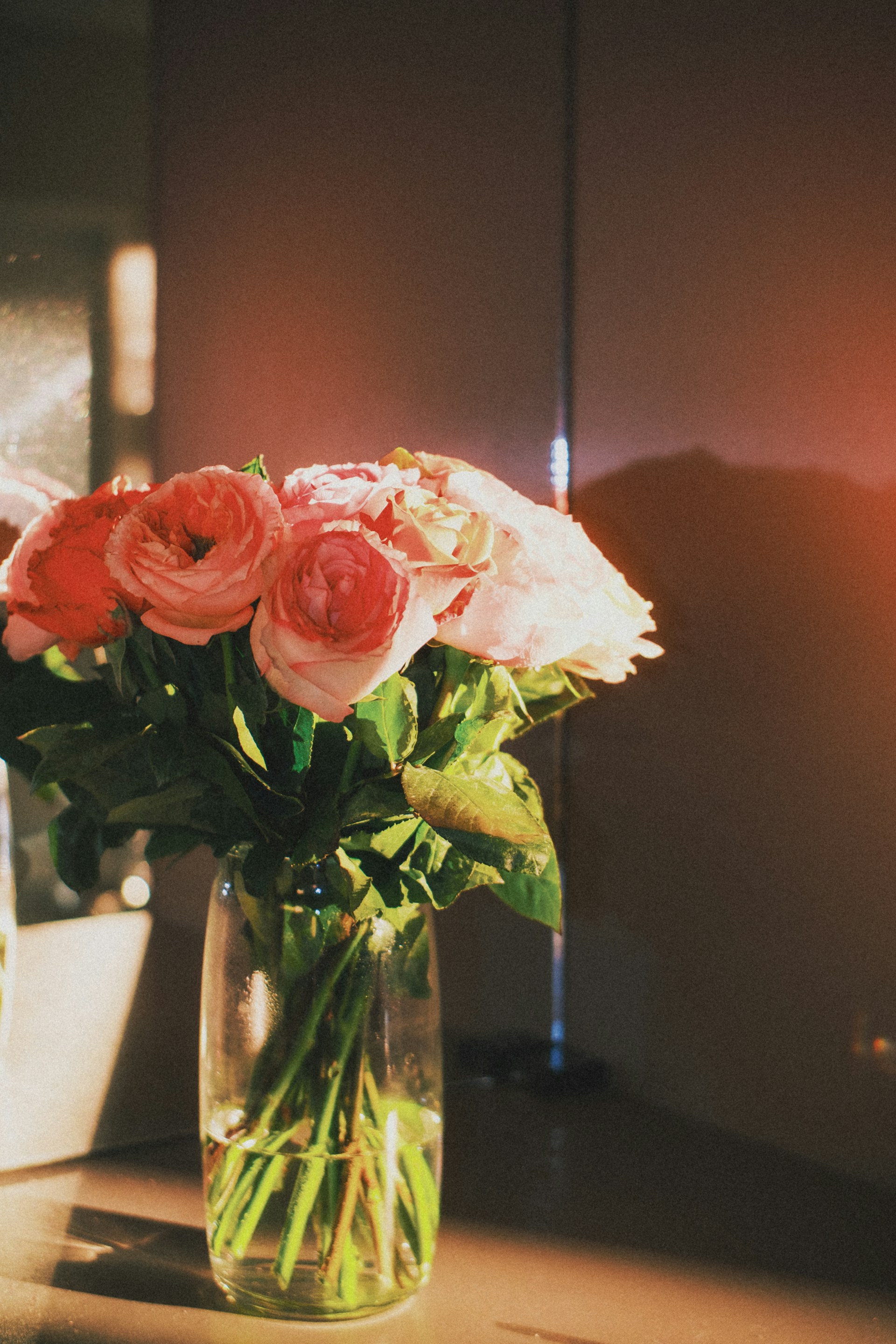 Morning roses