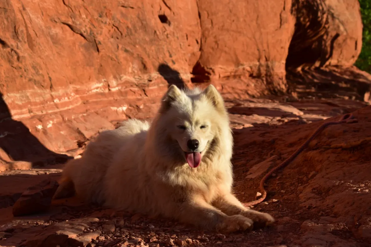 Fluffy white dog resting in the sun at the base of a red rock wall