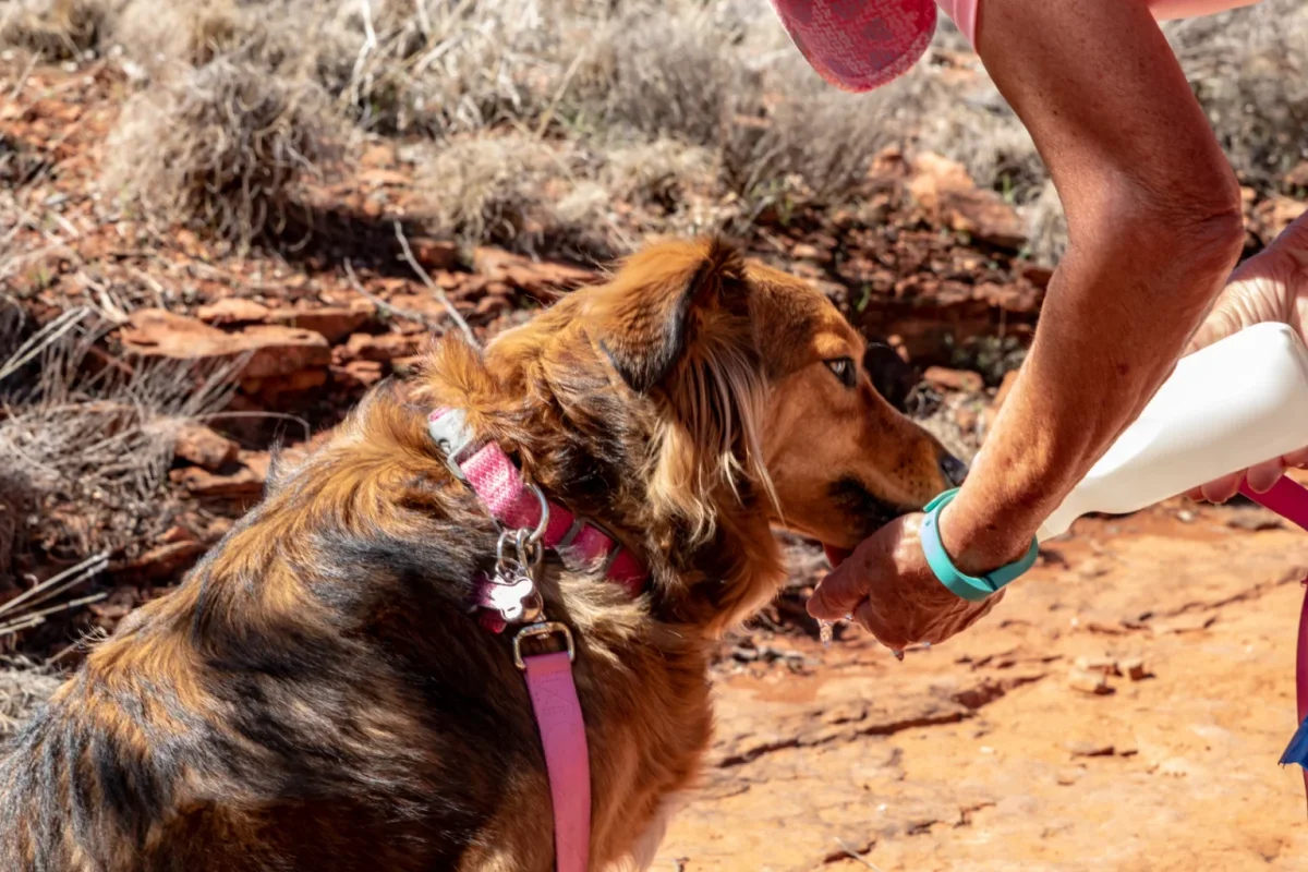 Person pouring water from a bottle for a thirsty brown dog on a red dirt trail