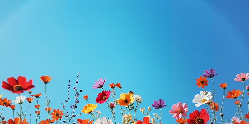 Colorful wildflowers blooming under a clear blue sky.