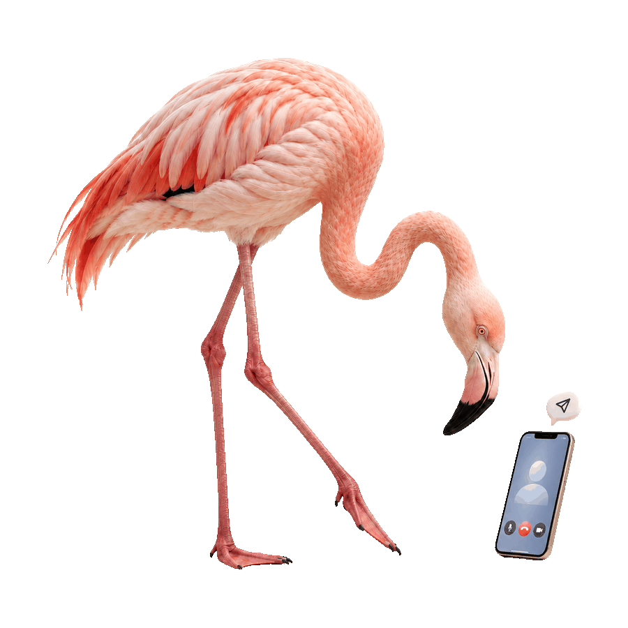 Flamant rose en 3 étapes : il écrit sur un téléphone, prépare un programme sur mesure avec un mannequin de couture, puis parle espagnol avec des maracas