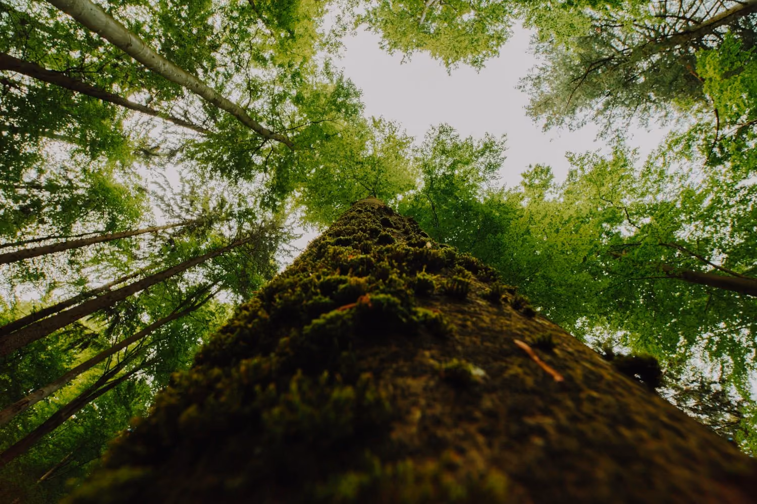View looking up the moss-covered trunk of a tall tree surrounded by other trees with green leaves against a bright sky.