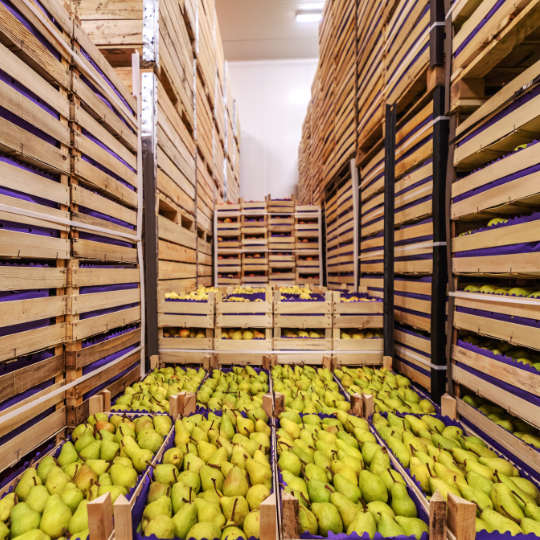 Crates of fresh pears stacked in a cold storage warehouse