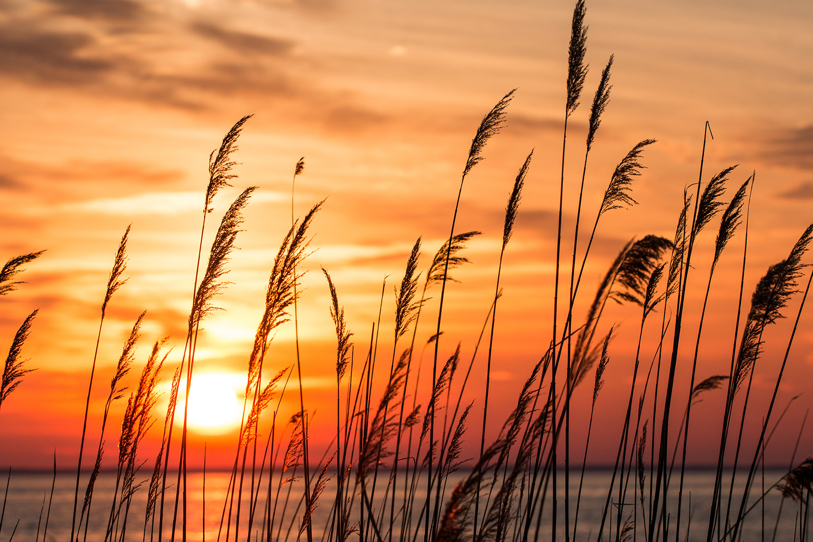 Marsh grass at sunset along the Chesapeake Bay