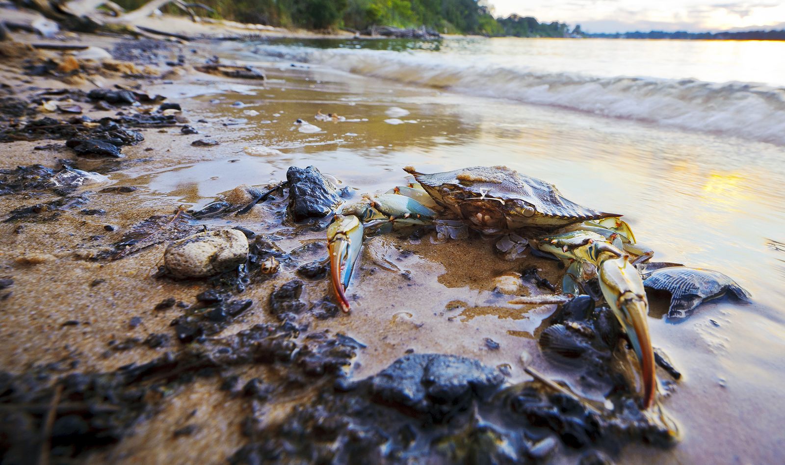 Blue crabs on the shoreline of the Chesapeake Bay