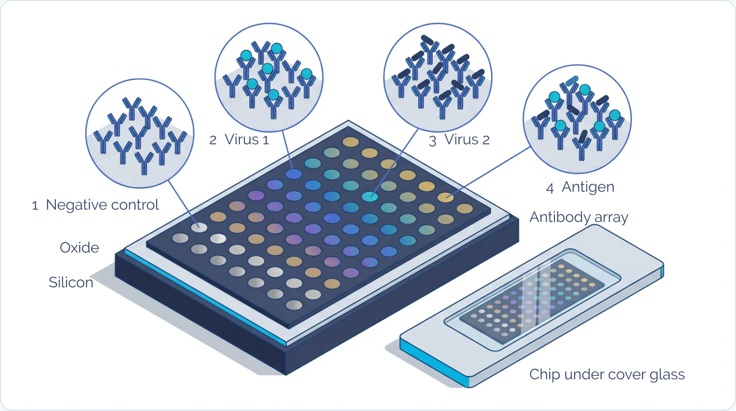 Isometric illustration of an IRIS chip: a grid of coloured antibody spots on a dark array surface, sitting on a pale oxide layer over a navy silicon base. Four call-outs show the spot types: a negative control antibody with nothing bound, an antibody with virus 1 particles bound, an antibody with virus 2 particles bound, and an antigen-specific antibody. A second chip sits beside it under cover glass.
