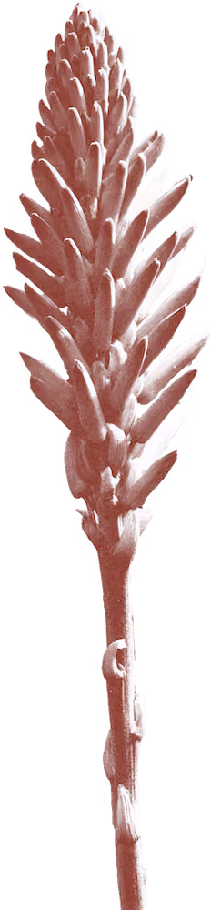 Desert flower stalk illustration