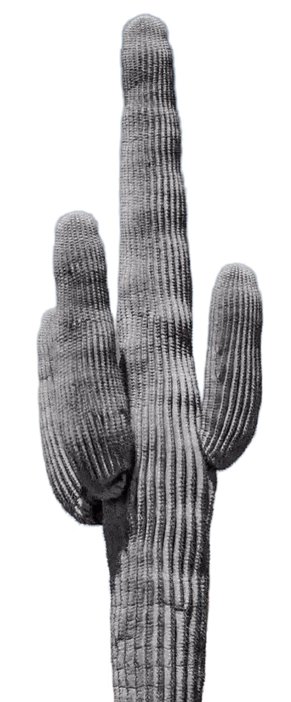 Black and white cardón cactus