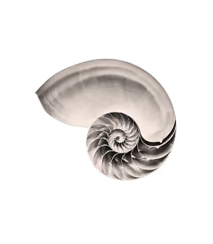 Black and white nautilus shell