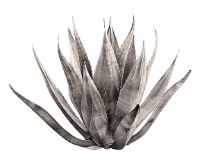 Black and white agave plant
