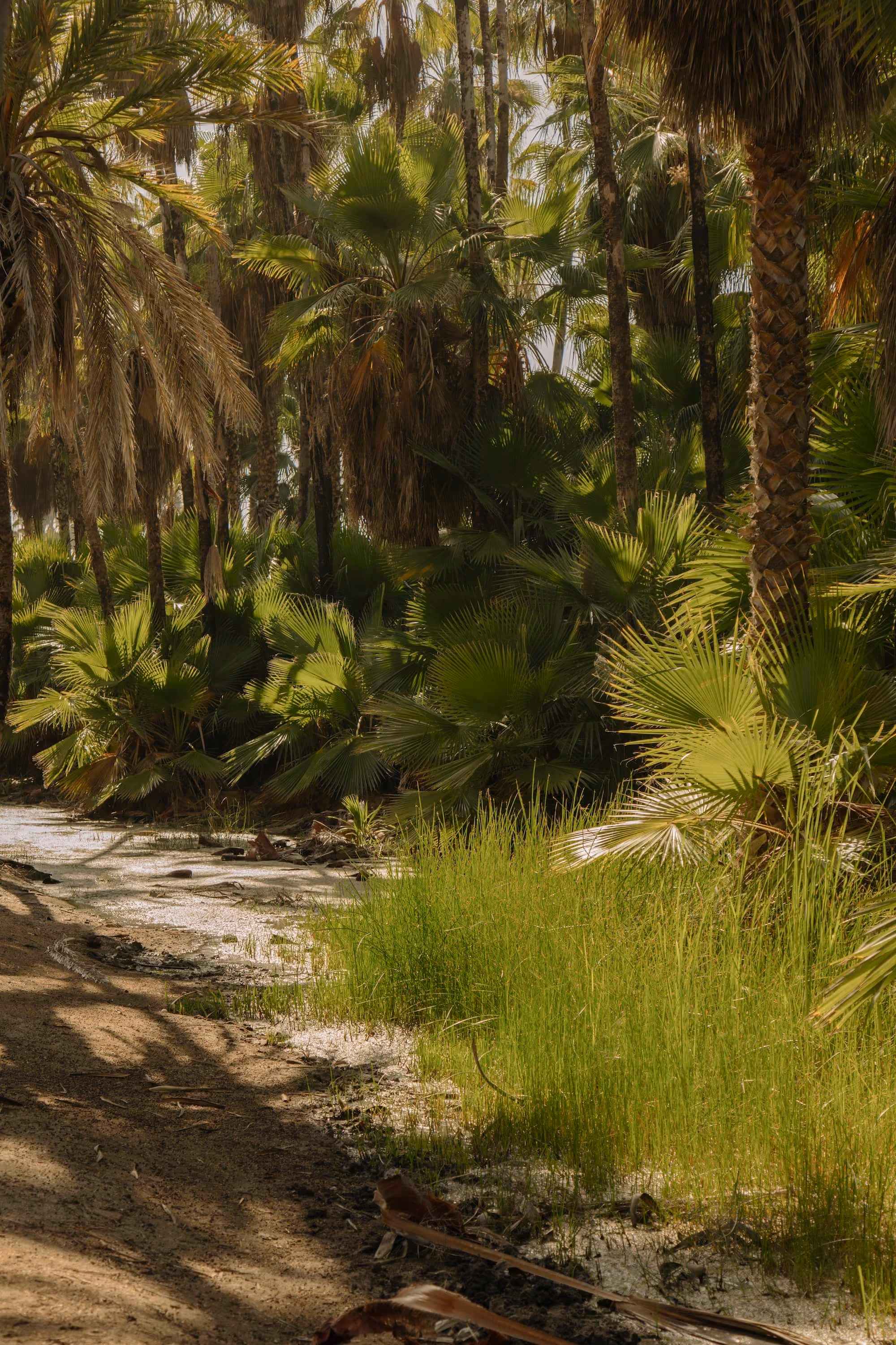 Palm oasis with lush vegetation near Todos Santos