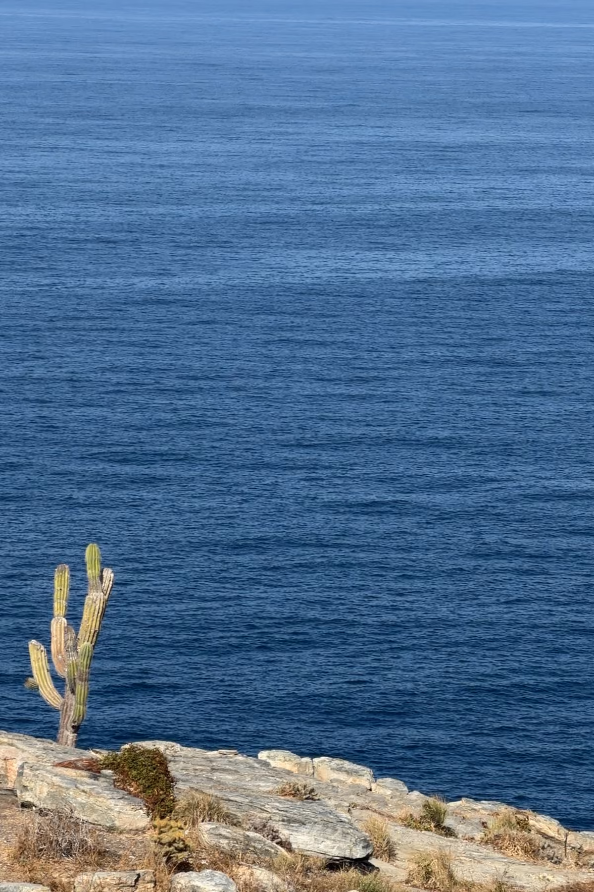 Lone cactus on a rocky cliff above the deep blue ocean