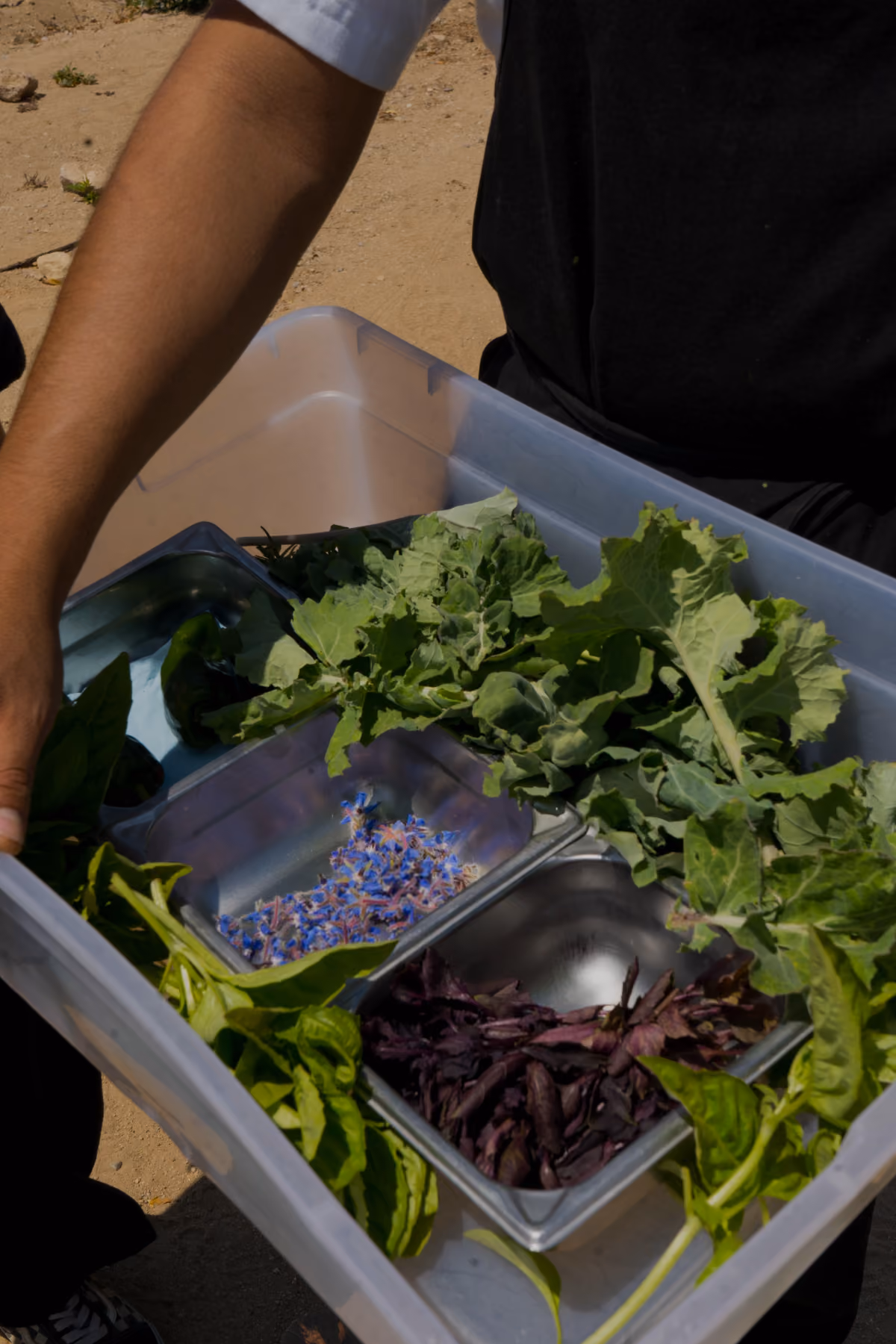 Tray of fresh herbs, lavender and chiles from the farm