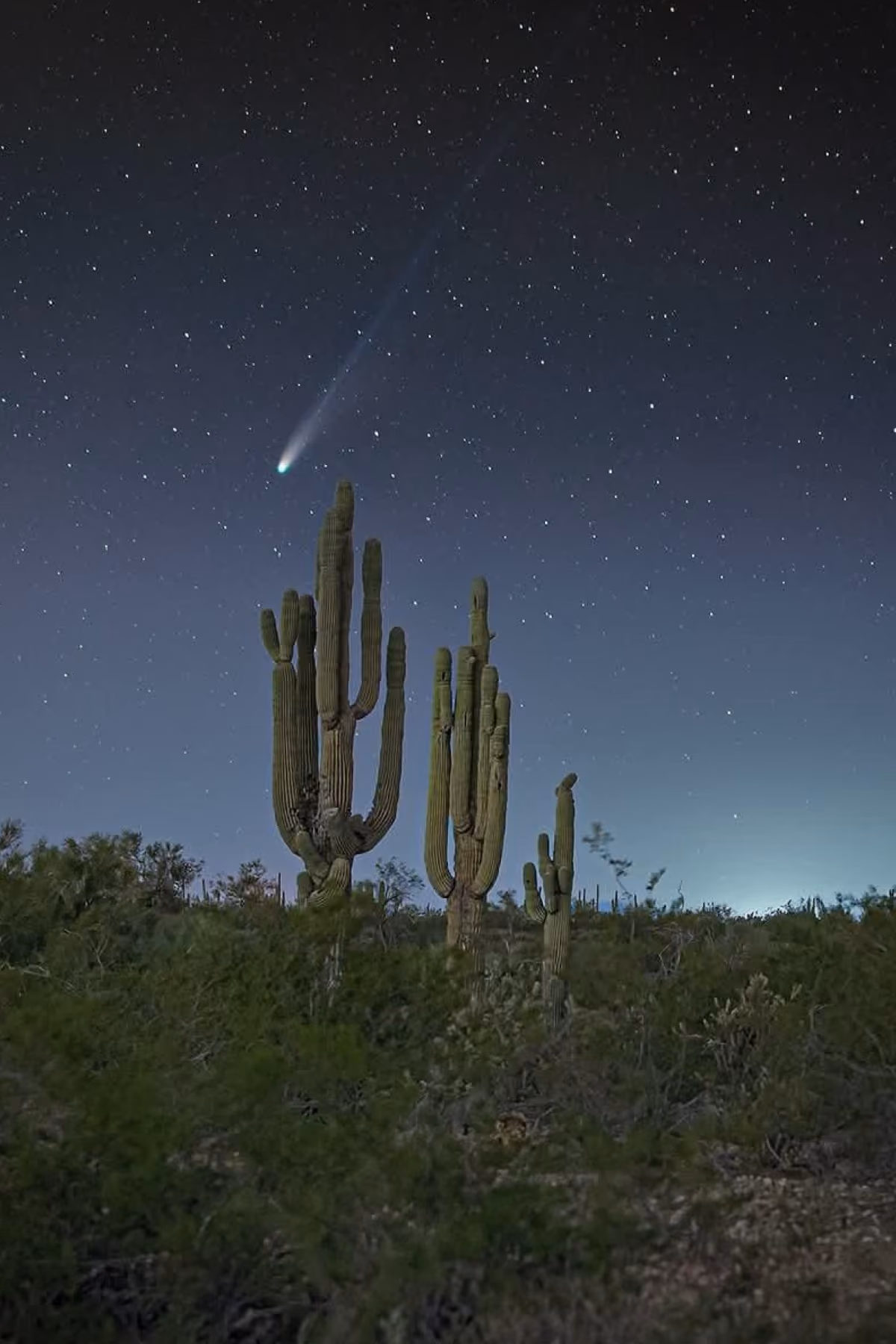 Comet streaking across a starry desert sky above cacti