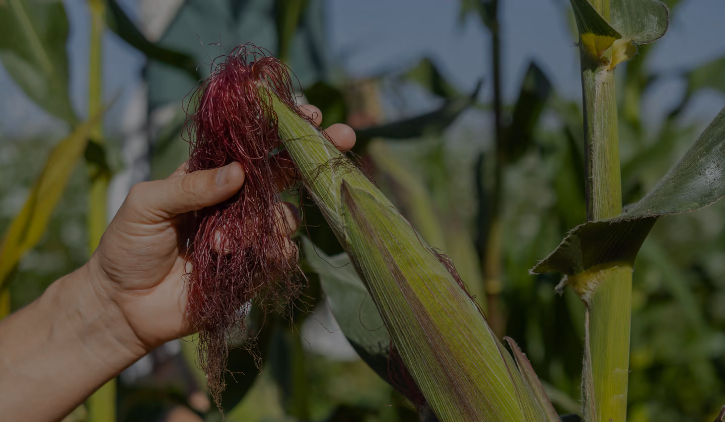Hand holding an ear of corn with red silk in a milpa