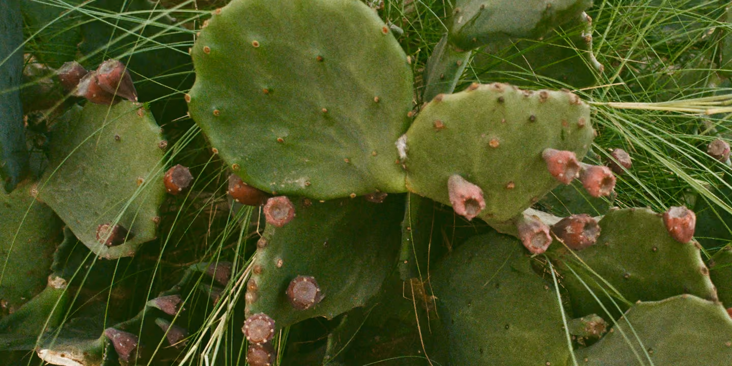 Close-up of prickly pear cactus with pink fruit